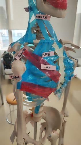 【言語聴覚学科】解剖学特論のご紹介②