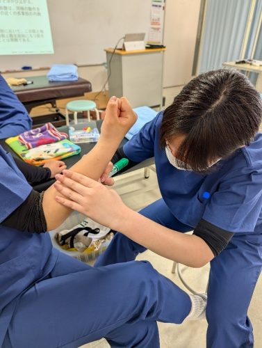 【鍼灸学科】体表解剖実習